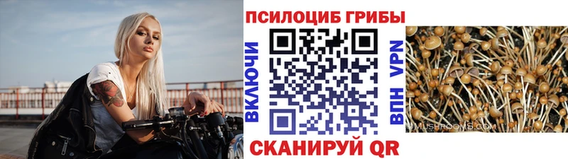 где найти Княгинино Псилоцибиновые грибы мухоморы